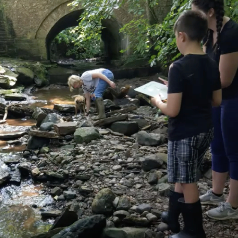 Beards, bubbles and invertebrates