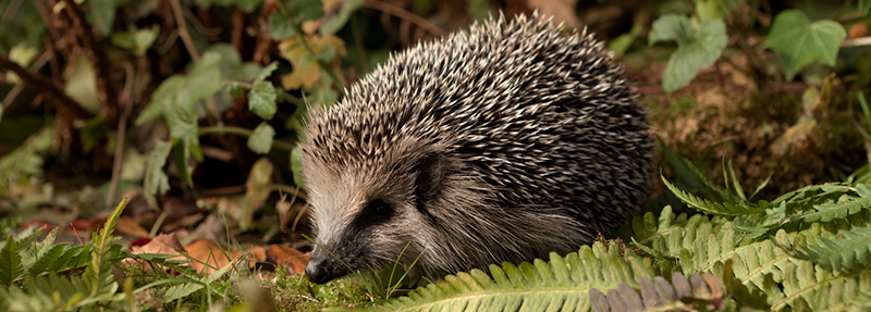 A hedgehog