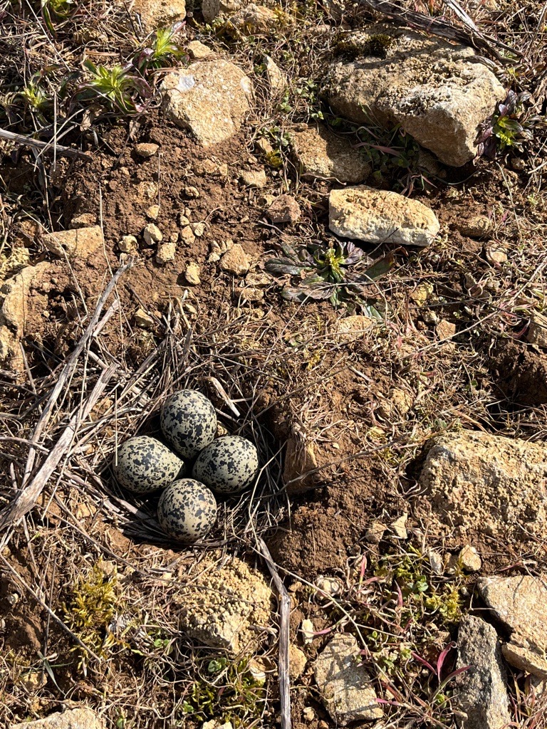 Lapwing eggs in a field