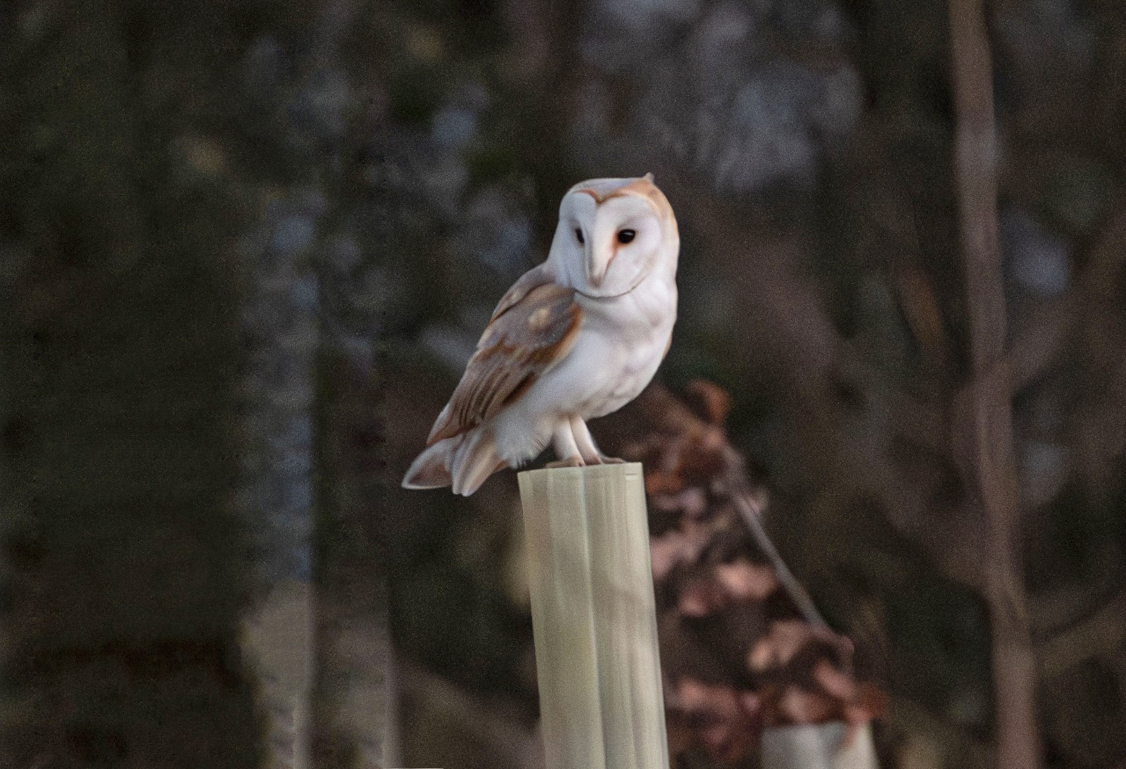 Barn owls in Slimbridge
