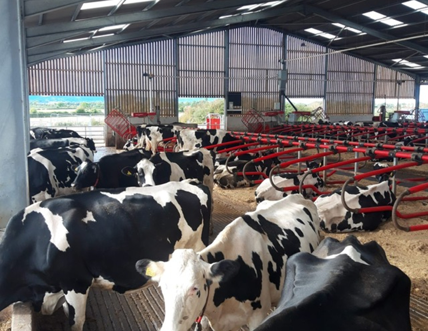 Robots boost dairy output