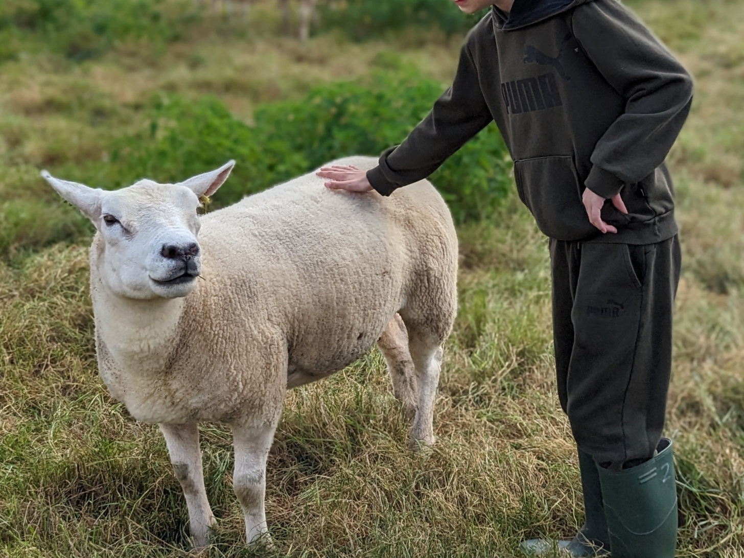 Eat, Sheep, Repeat