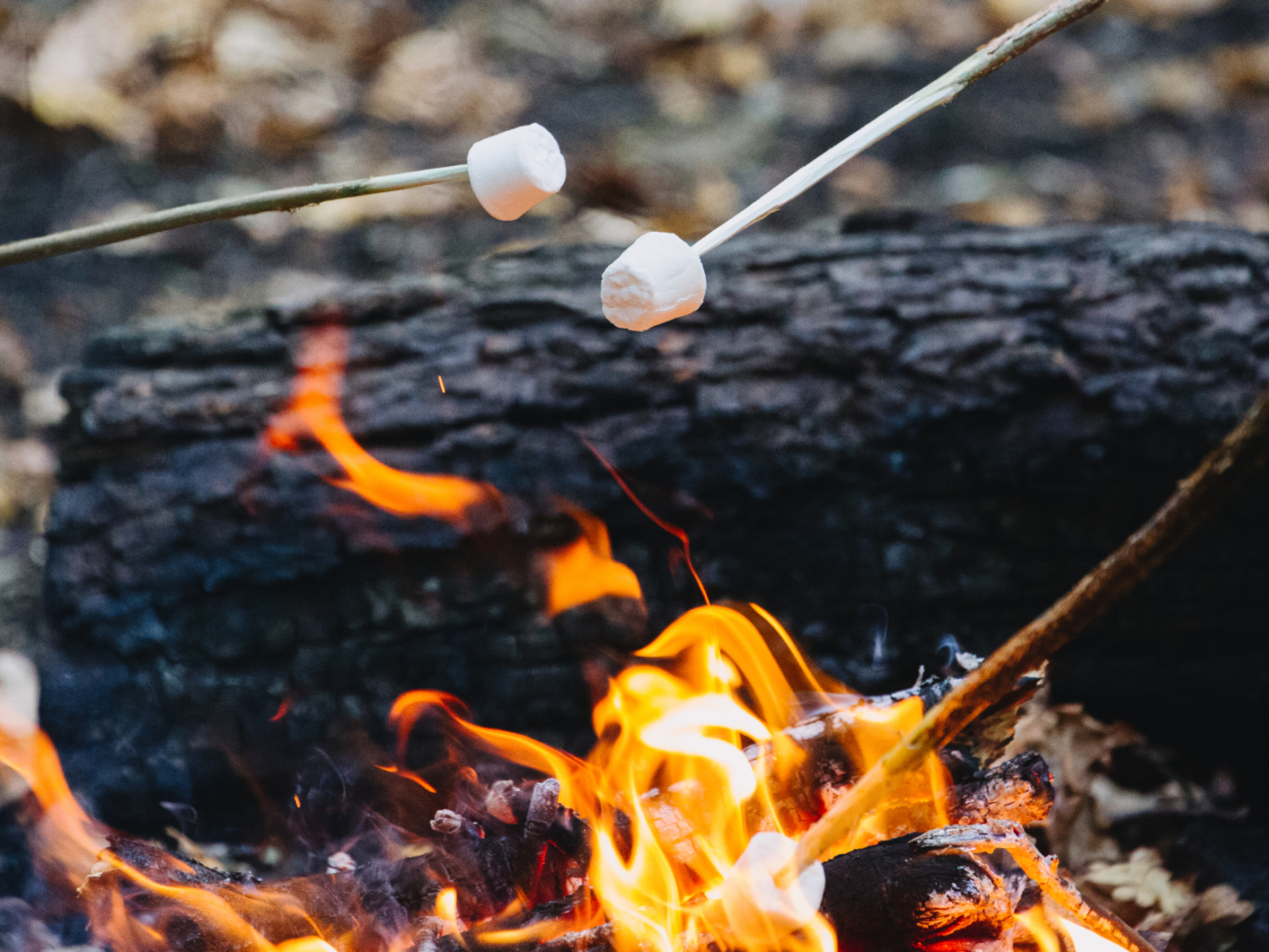 Young Carers Go Wild