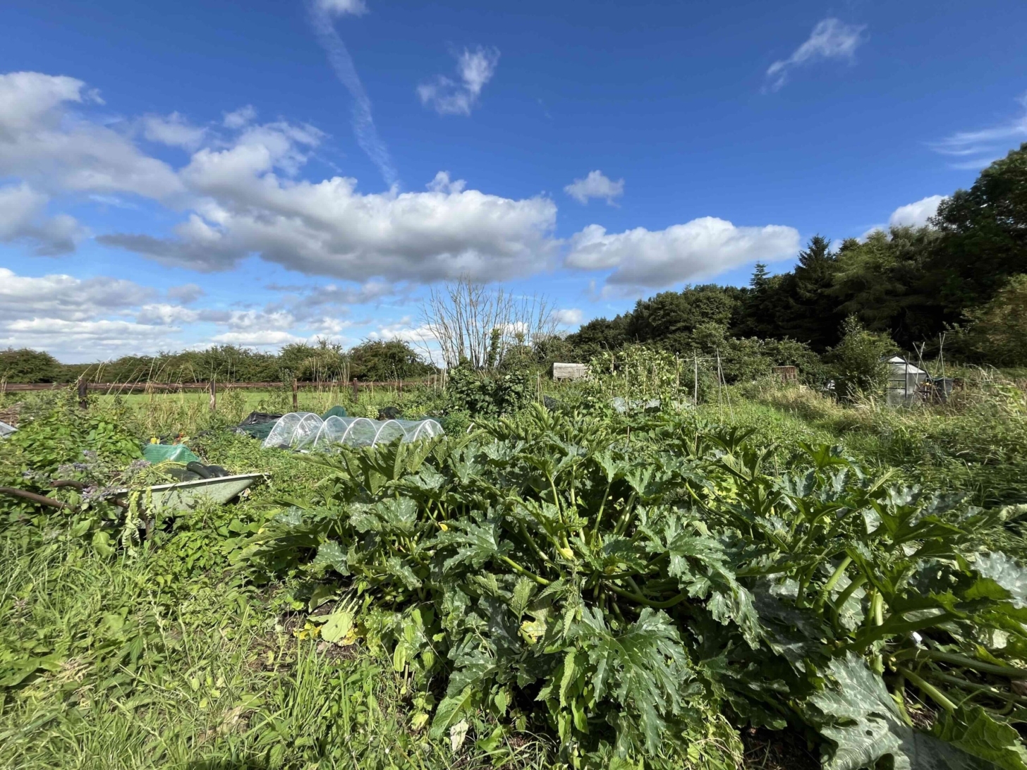 All about allotments