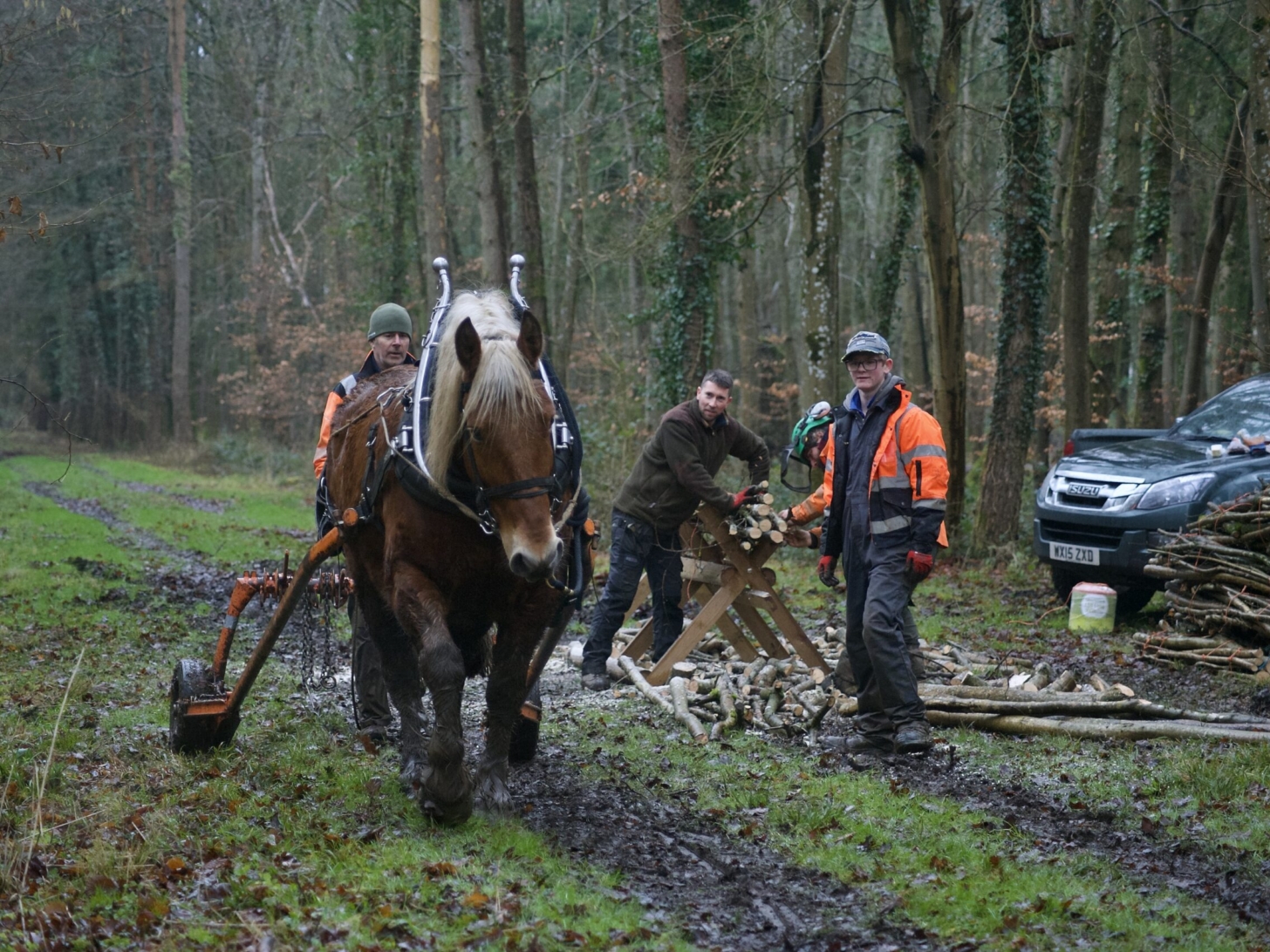 Horse Powered Woodland Conservation